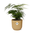 Asparagus Setaceus ‘Plumosus’ im ELHO Vibes Fold 14 cm gelb (Springgefäßfarne) – 35 cm hoch