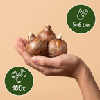 Krokus-Sortenmix – 100 Blumenzwiebeln (Zwiebelgröße 5/6)