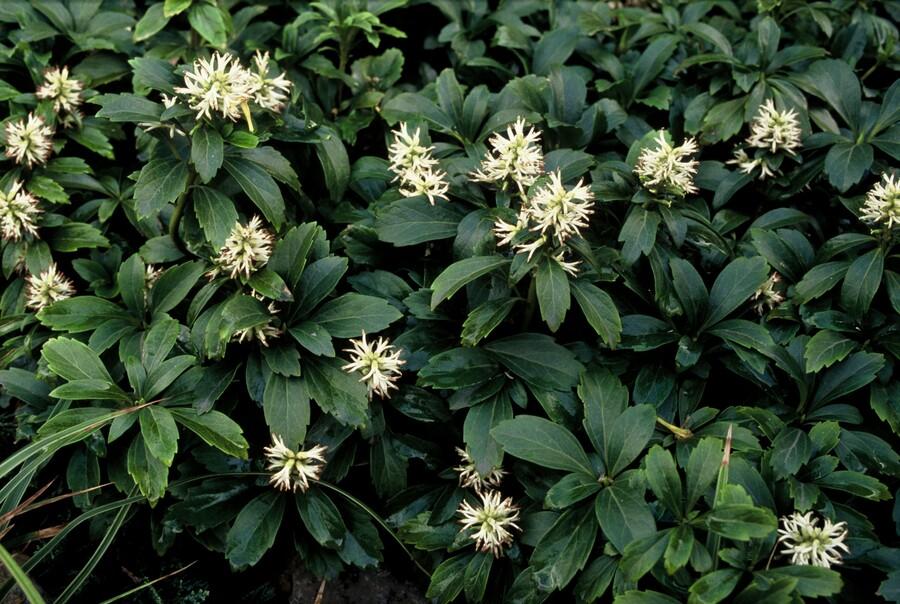 Pachysandra term. 'Green Sheen' (shade plant) – 48 plants, Ø9 cm, 10–25 cm high – photo 7