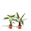 Alocasia Lauterbachiana (Elefantenohr) – Ø19 cm, 60 cm hoch