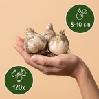 Sizilianischer Honigknoblauch (Allium siculum) – 120 Blumenzwiebeln (Zwiebelgröße 8/10)