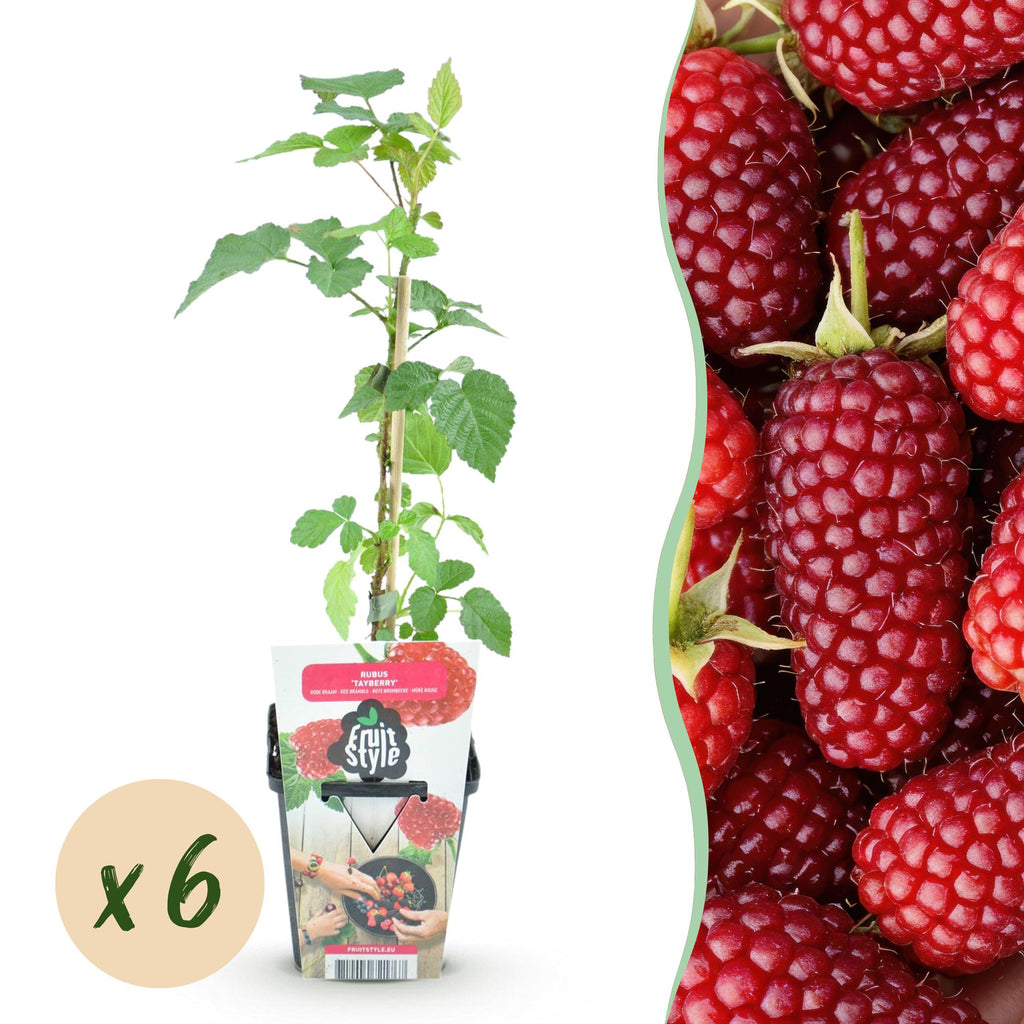 Rubus 'Tayberry' (tayberry) – 6 plants, Ø9 cm, 35 cm high