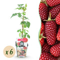 Rubus 'Tayberry' (tayberry) – 6 plants, Ø9 cm, 35 cm high