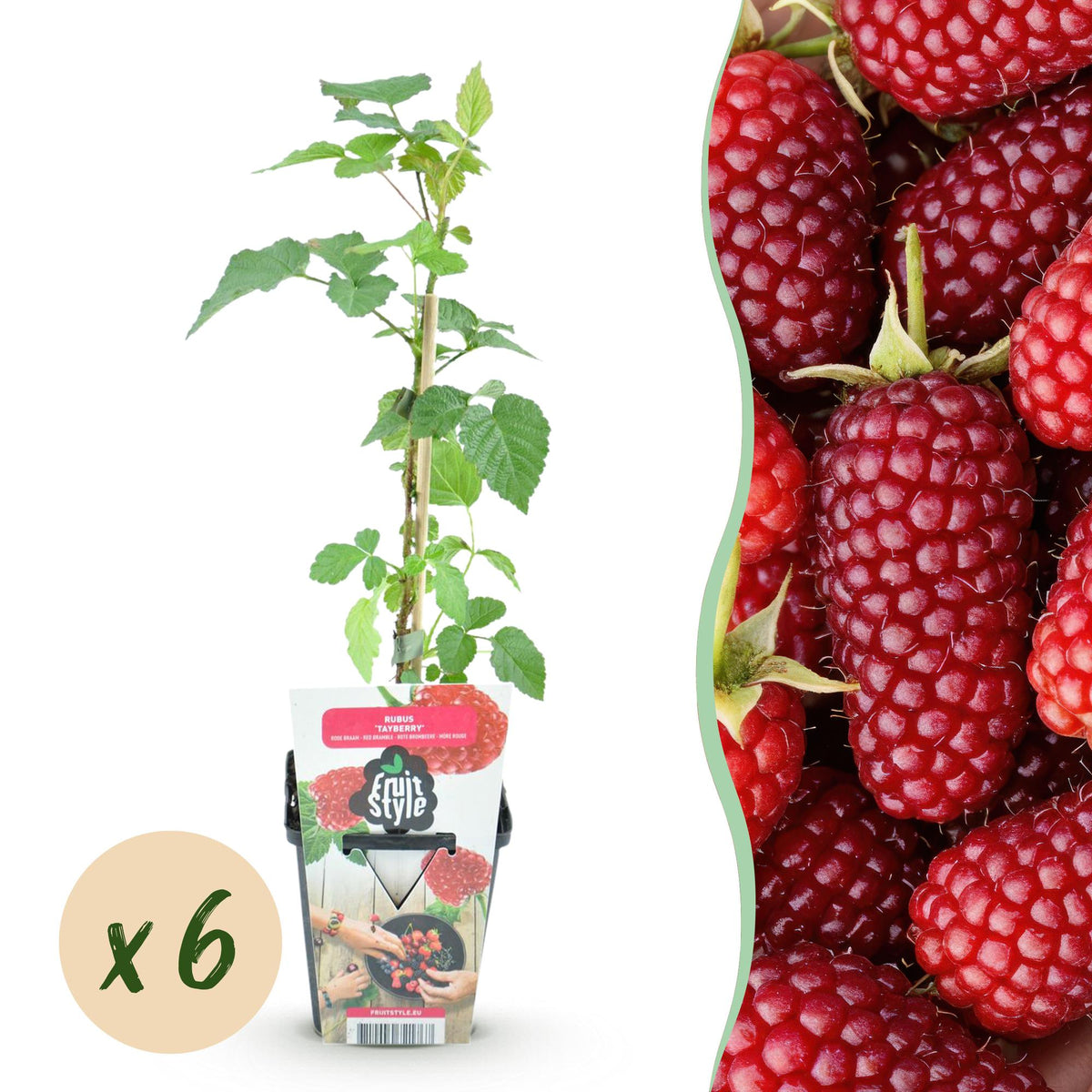 Rubus 'Tayberry' (taybes) – 6 planten, Ø9 cm, 35 cm hoog