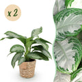 2× Aglaonema Silver Bay met mand – Ø17 cm, 70–75 cm hoog
