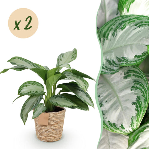 2× Aglaonema Silver Bay with basket – Ø17 cm, 70–75 cm high