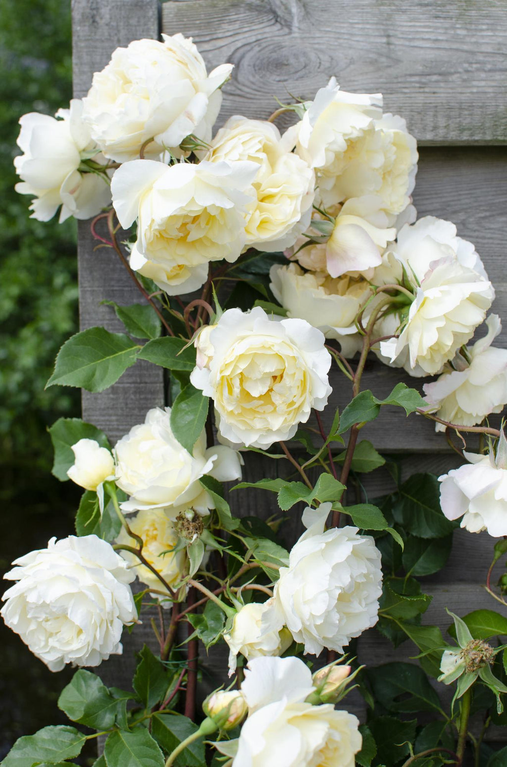 Rosa 'Crazy' (rose) – 3 plants, Ø15 cm, 65 cm high – art. 7687 – photo 4