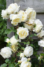 Rosa 'Crazy' (rose) – 3 plants, Ø15 cm, 65 cm high – art. 7687