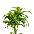 Dracaena Deremensis Dorado (drakenboom) – Ø27 cm, 170–190 cm hoog