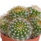 Kaktusmix (Cactaceae) uden urtepotte – Ø6 cm, 13 cm høj