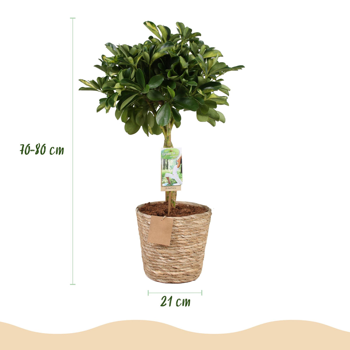 Schefflera Gold Capelle (vingersboom) met mand – Ø21 cm, 70–81 cm hoog