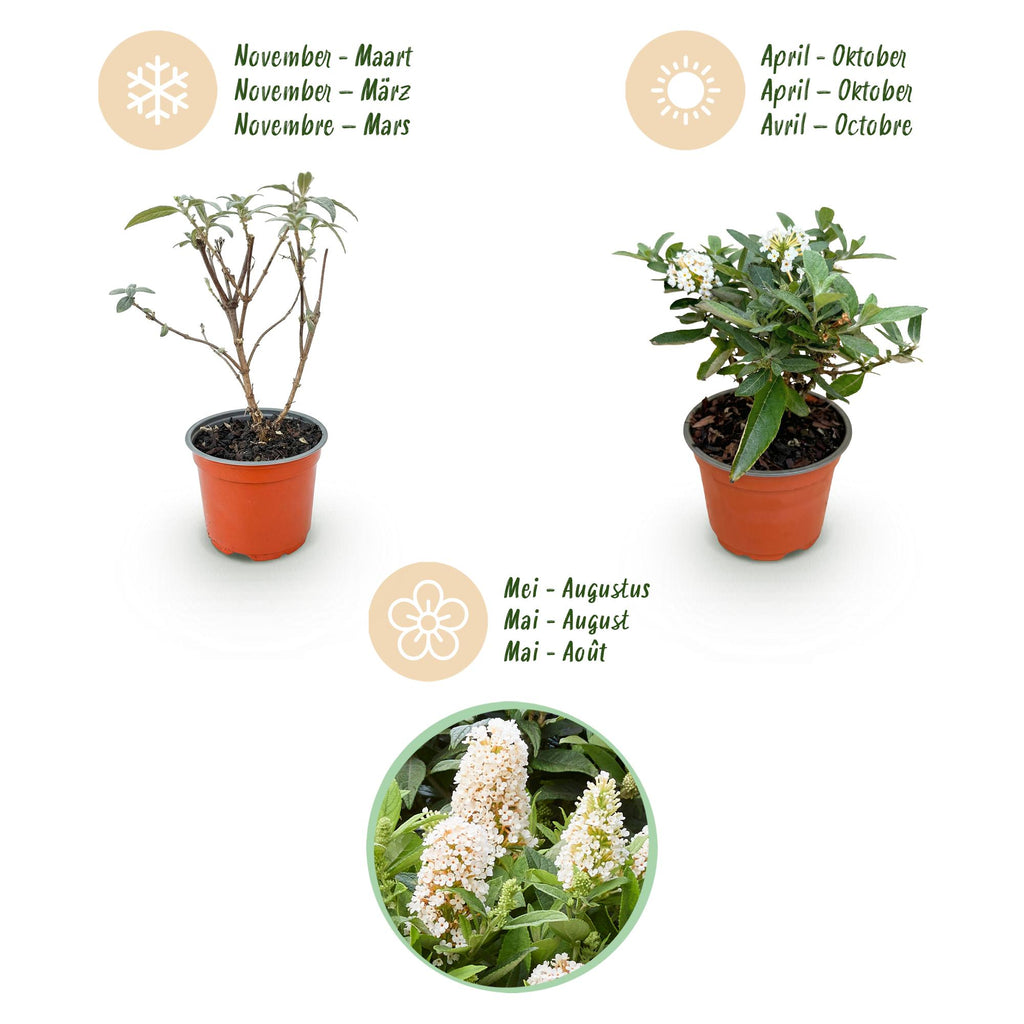 Buddleja davidii 'Butterfly Candy Little White' (vlinderstruik) – wit – 3 planten, Ø12 cm, 20–25 cm hoog