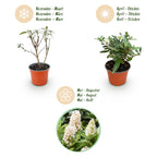 Buddleja davidii 'Butterfly Candy Little White' (vlinderstruik) – wit – 3 planten, Ø12 cm, 20–25 cm hoog