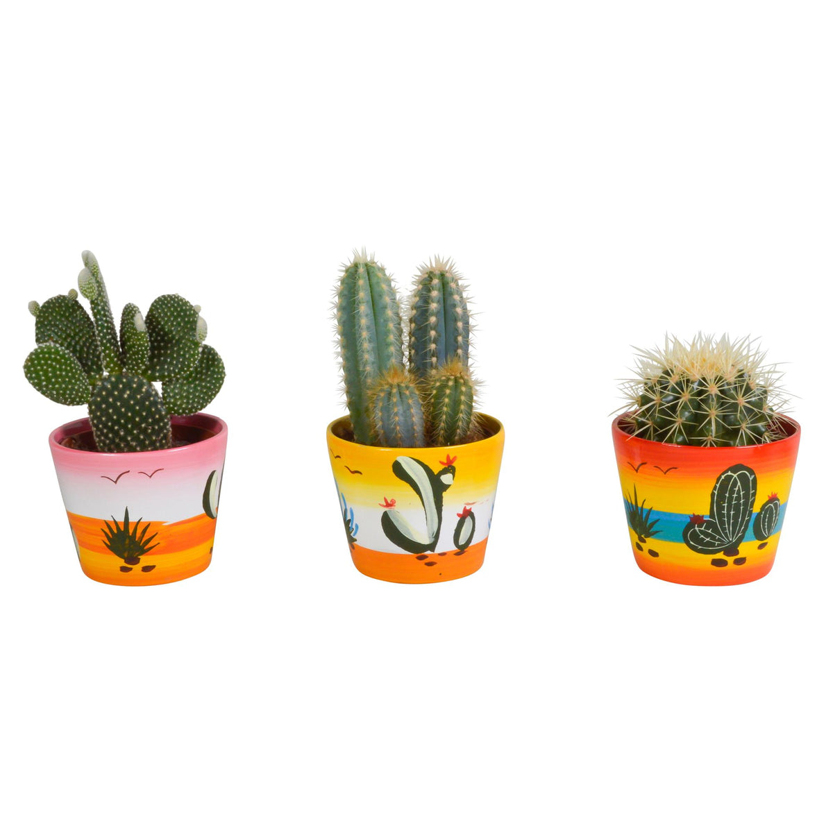 3× Cactus mix (Cactaceae) – Ø11 cm, 23 cm de haut