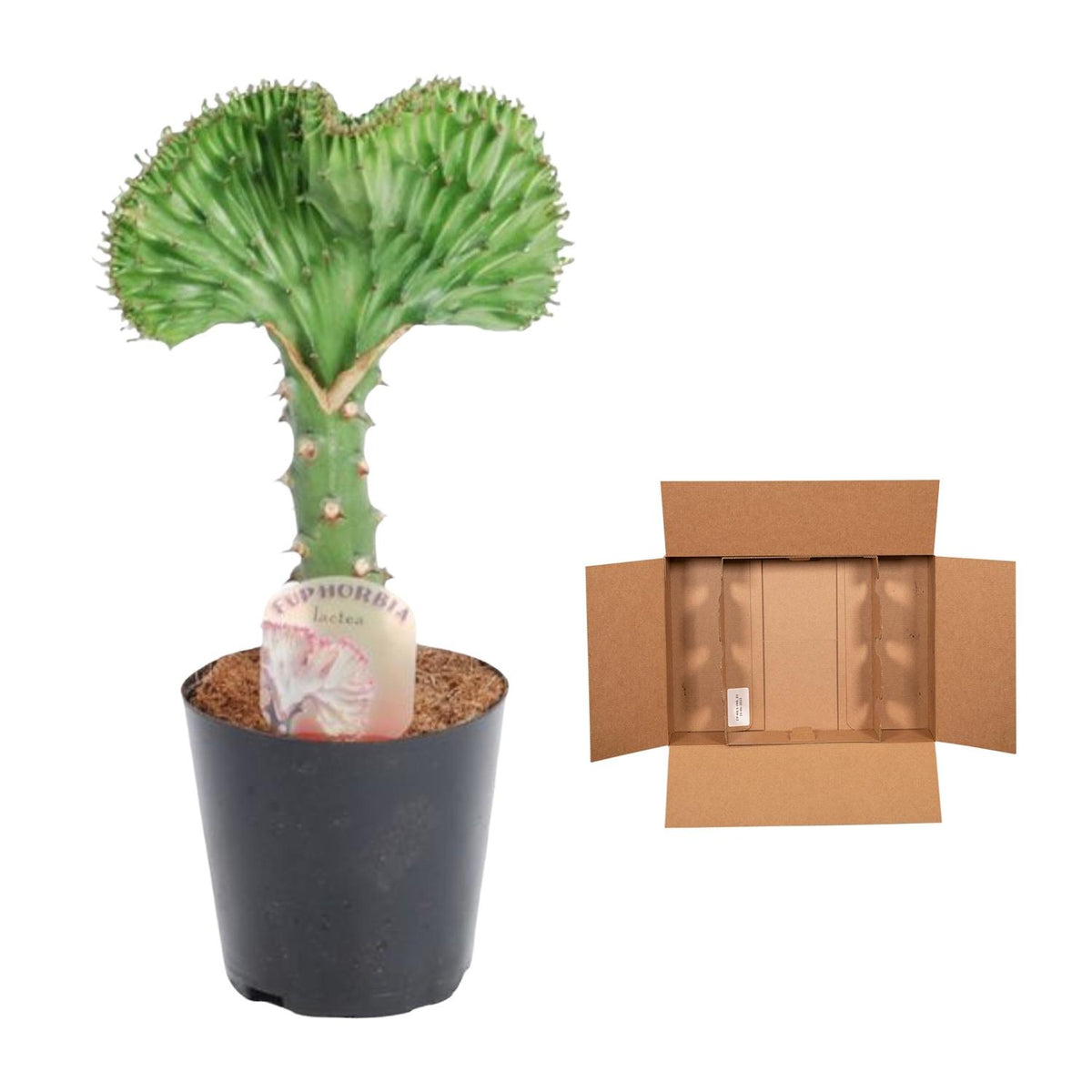 Euphorbia lactea Cristata groen – Ø12 cm, 35 cm hoog