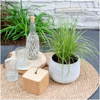 Carex brunnea variegata (zegge) – 3 planten, Ø14 cm, 25 cm hoog