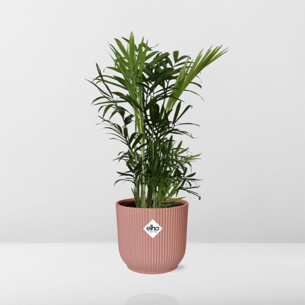 Chamaedorea elegans in ELHO Vibes Fold 14cm rosa (Bergpalme) – 40 cm hoch – Bild 6