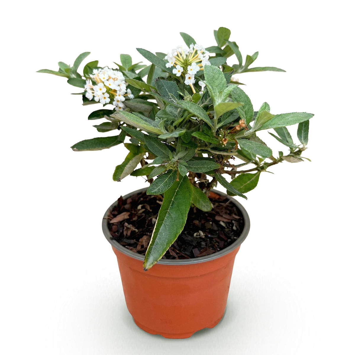 Buddleja davidii 'Butterfly Candy Little White' (vlinderstruik) – wit – Ø12 cm, 20–25 cm hoog