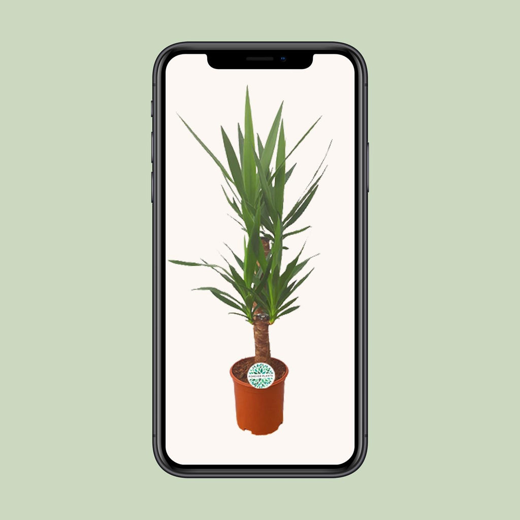 Yucca – Ø21 cm, 90 cm høj