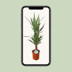 Yucca – Ø21 cm, 90 cm høj