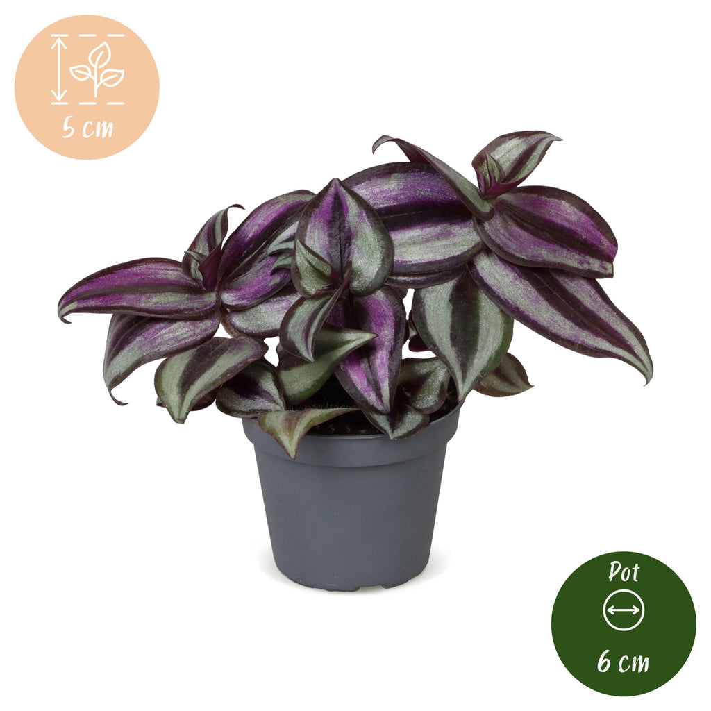 Tradescantia Zebra Pink Joy – Ø6 cm, 5 cm de haut