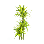 Dracaena Deremensis Lemon Lime (drakenboom) – Ø27 cm, 170–190 cm hoog