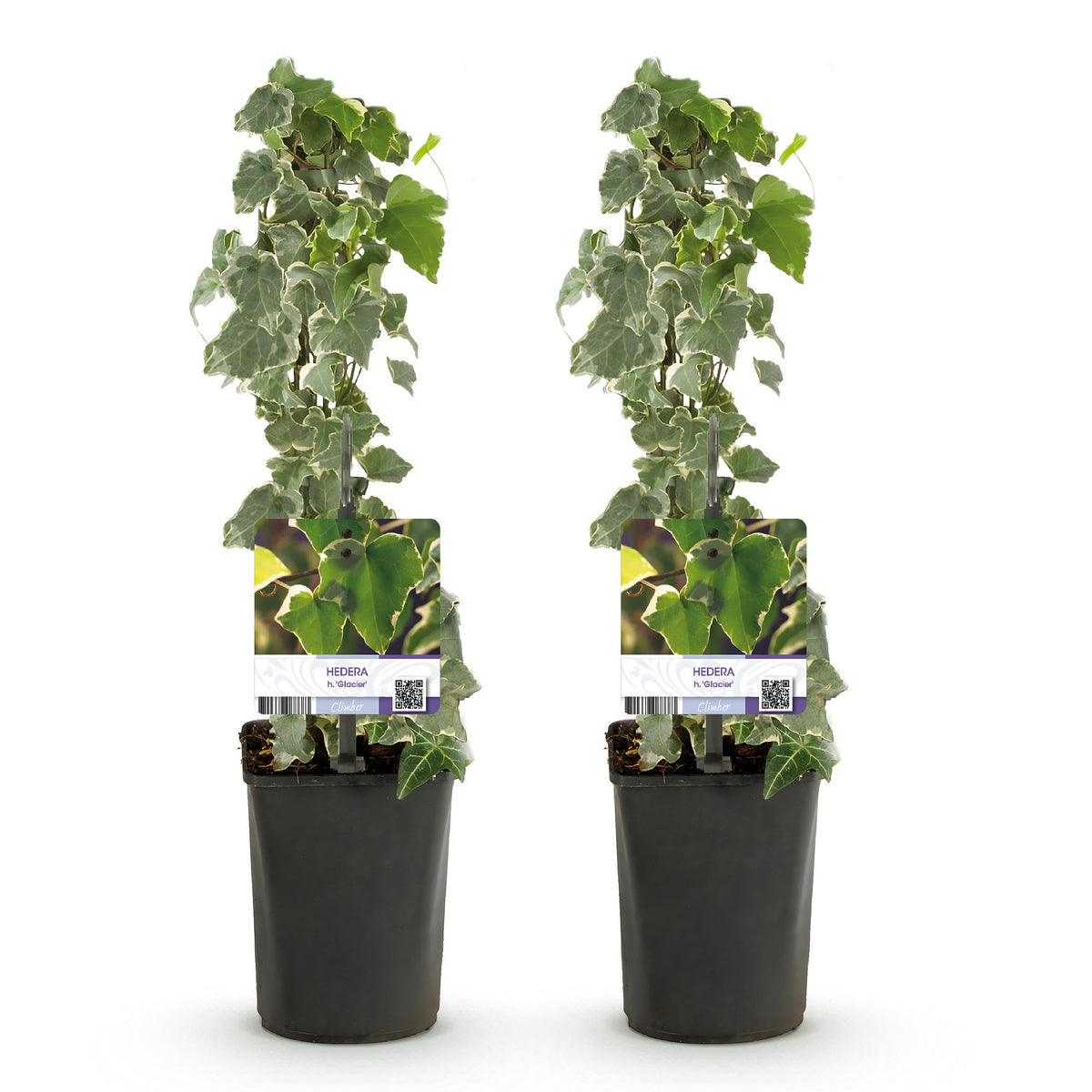 Hedera helix (klimop) – 2 planten, Ø11 cm, 40 cm hoog – foto 2