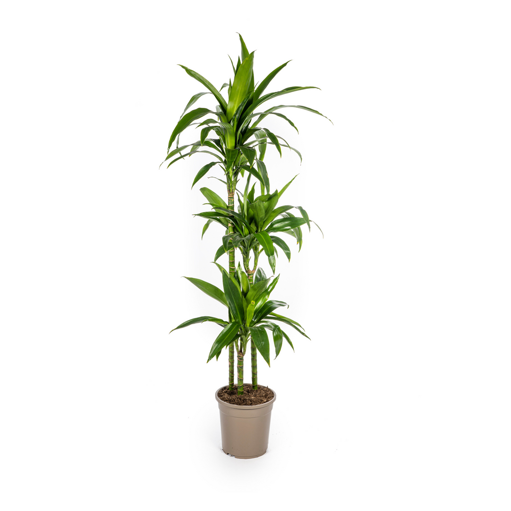 Dracaena Deremensis Lisa (arbre dragonnier) – Ø24 cm, 130–150 cm de haut