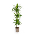 Dracaena Deremensis Lisa (arbre dragonnier) – Ø24 cm, 130–150 cm de haut