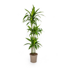 Dracaena Deremensis Lisa (arbre dragonnier) – Ø24 cm, 130–150 cm de haut