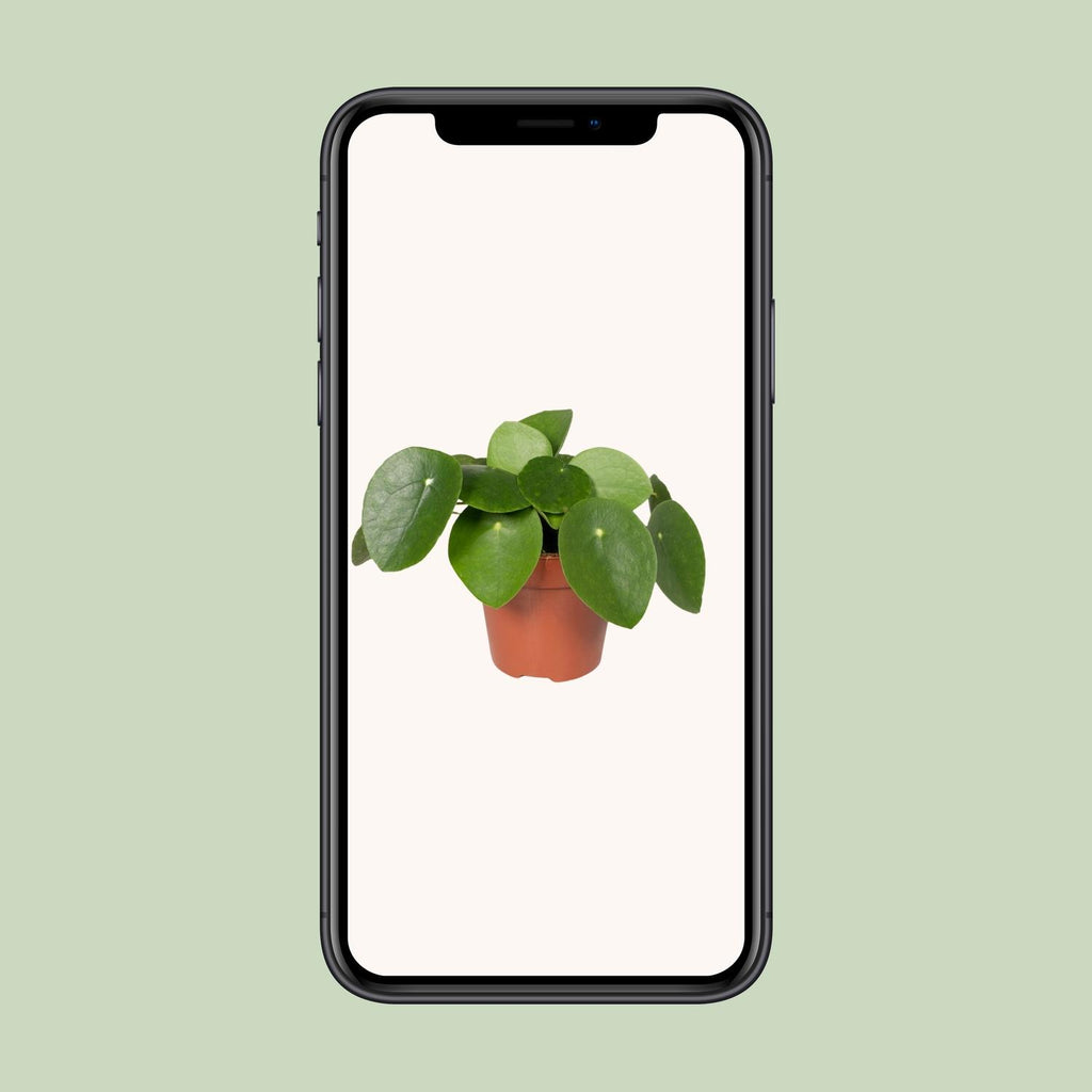 Pilea peperomiodes – Ø 12 cm, 20 cm de haut – photo 4