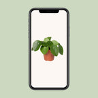 Pilea peperomiodes – Ø 12 cm, 20 cm de haut