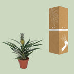 Bromelia Ananas (ananasplante) – Ø12 cm, 30 cm høj