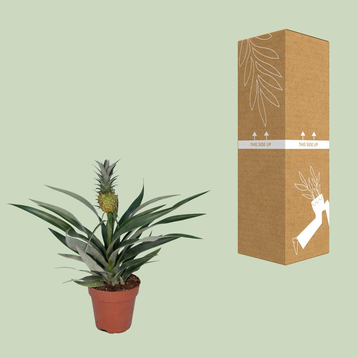 Bromelia Ananas (ananasplante) – Ø12 cm, 30 cm høj