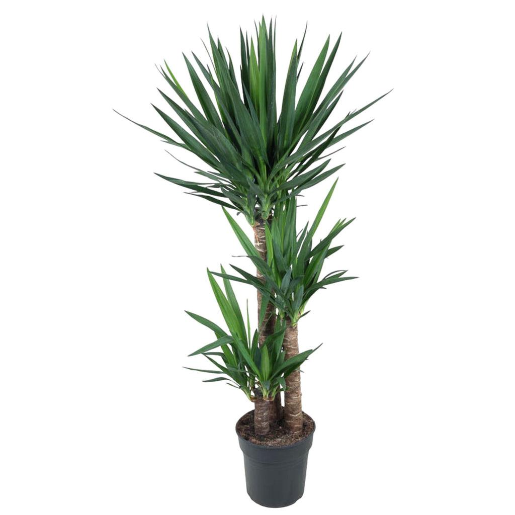 Yucca Elephantipe – Ø24 cm, 150 cm hög
