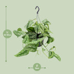 Scindapsus pictus Trebie – Ø15 cm, 25 cm hoog