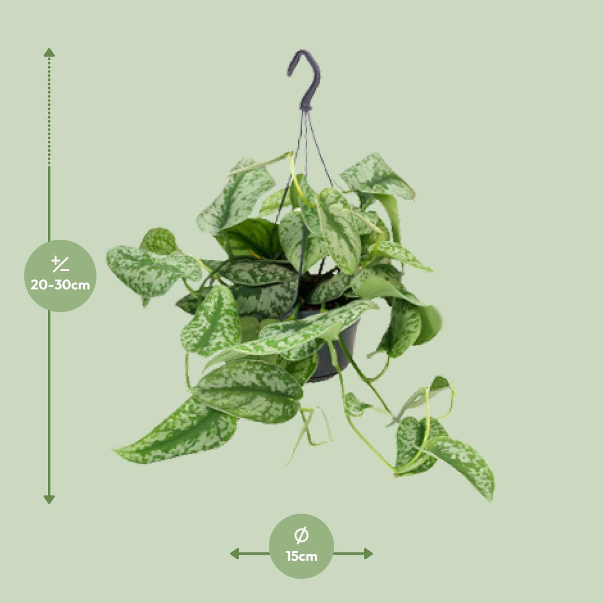 Scindapsus pictus Trebie – Ø15 cm, 25 cm hoog