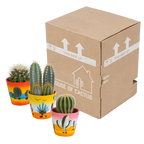 Cactus mix (Cactaceae) – Ø9 cm, 18 cm hoog