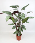 Ctenanthe oppenheimiana (Fischgrätpflanze) – Ø 21 cm, 100 cm hoch