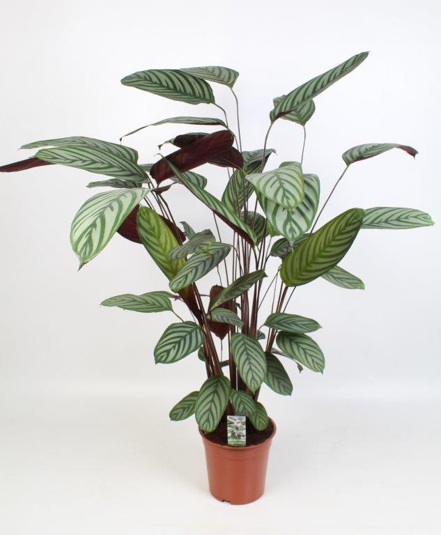 Ctenanthe oppenheimiana (Fischgrätpflanze) – Ø 21 cm, 100 cm hoch