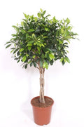 Ficus Nitida mit geflochtenem Stamm – Ø 24 cm, 100 cm hoch