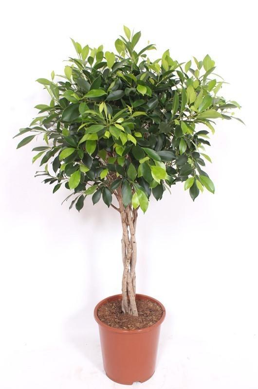 Ficus Nitida mit geflochtenem Stamm – Ø 24 cm, 100 cm hoch