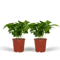2× Caféier (Coffea) – Ø12 cm, 25 cm de haut