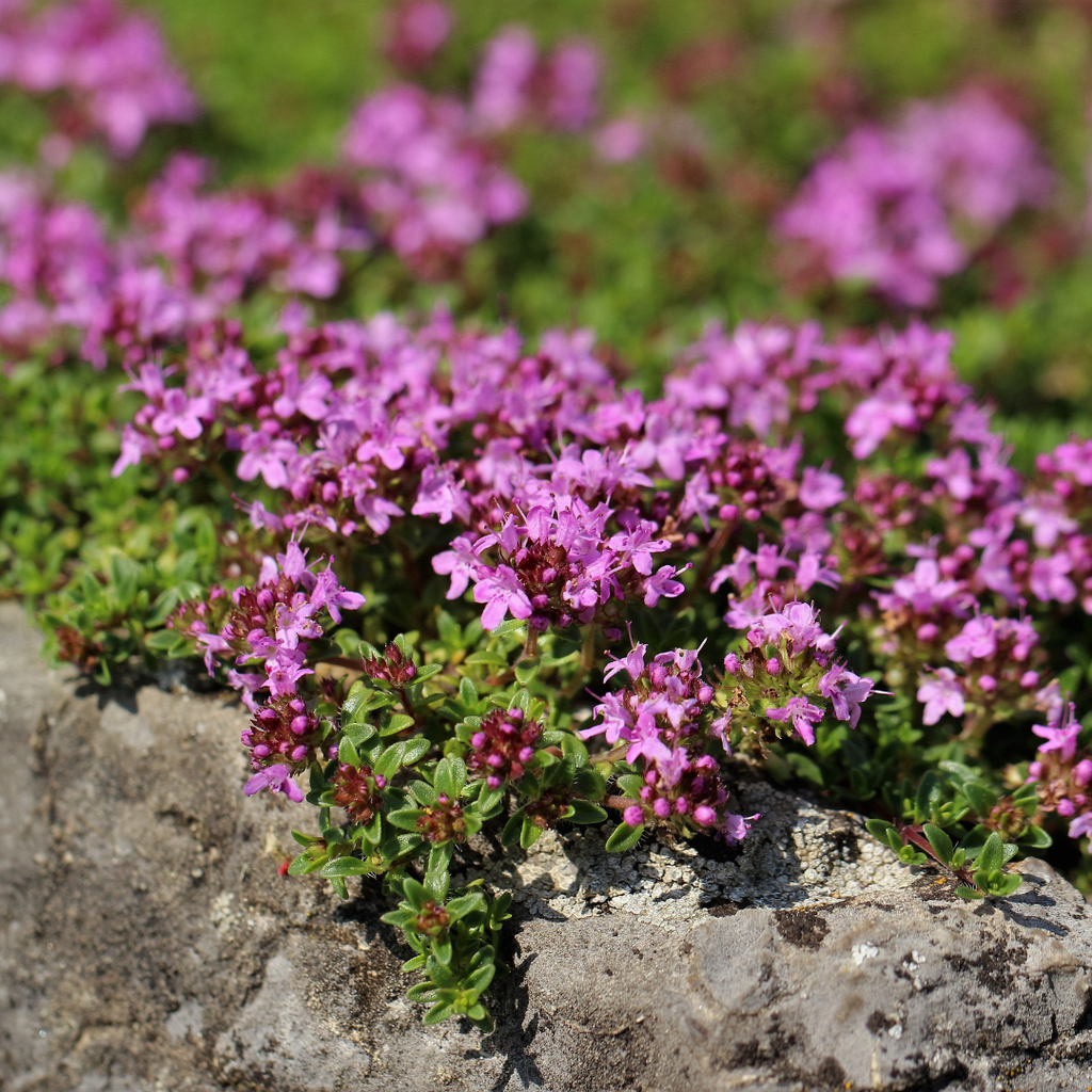 Thymus praecox 'Coccineus' (Zitronen-Thymian) – 6 Pflanzen, Ø9 cm, 10–25 cm hoch – Bild 7