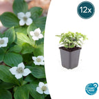 Cornus canadensis (Canadian dogwood) – 12 plants, Ø9 cm, 10–25 cm high