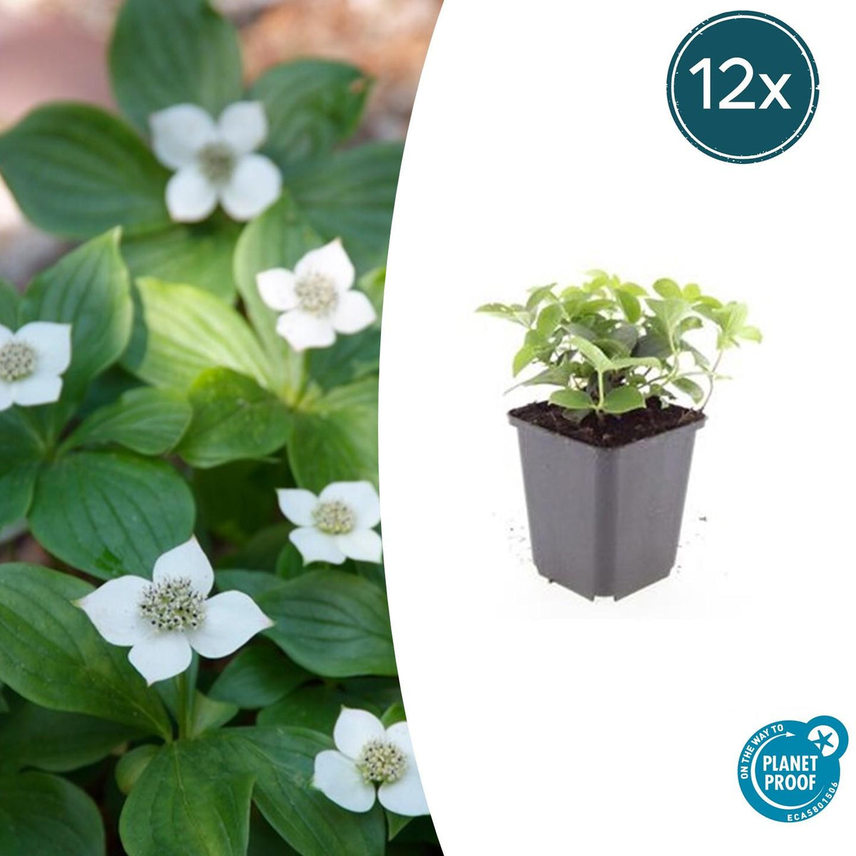 Cornus canadensis (Canadian dogwood) – 12 plants, Ø9 cm, 10–25 cm high – photo 2
