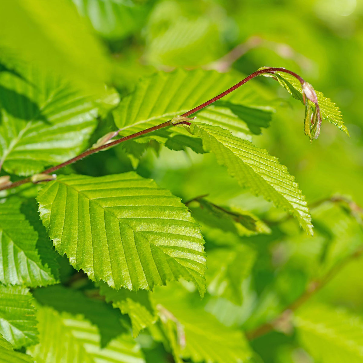Carpinus betulus (haagbeuk) – 6 planten, Ø17 cm, 55 cm hoog