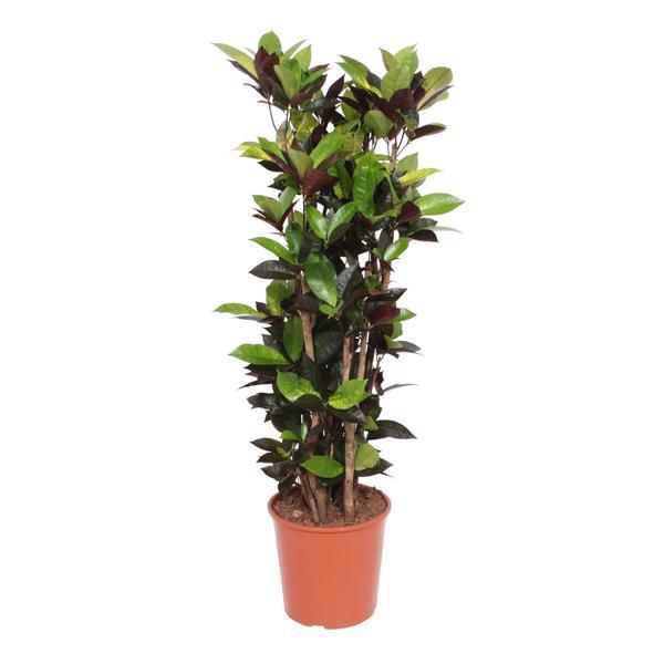 Codiaeum Iceton (croton) – Ø27 cm, 140 cm hoog