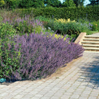Nepeta 'Six Hills Giant' (catmint) – 12 plants, Ø9 cm, 10–25 cm high