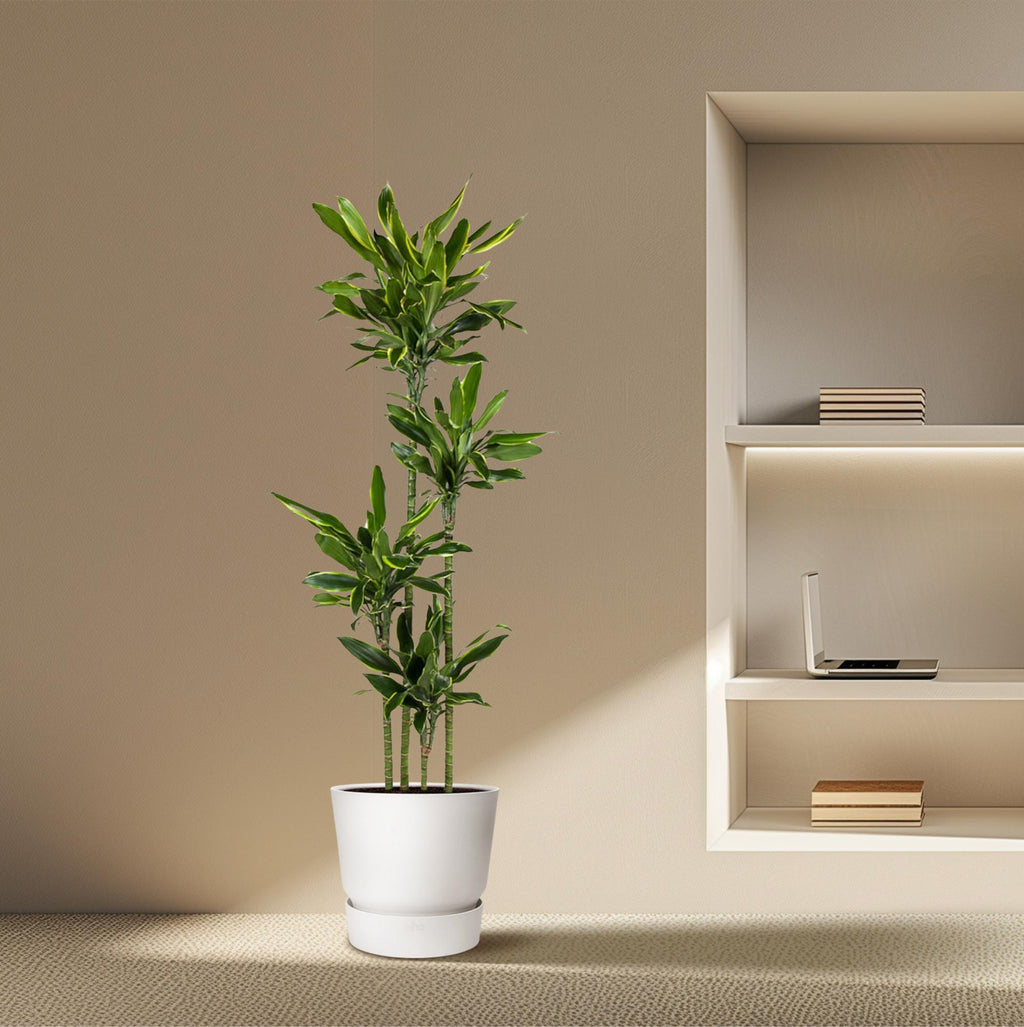Dracaena Golden Coast (drakenboom) – Ø27 cm, 170 cm hoog